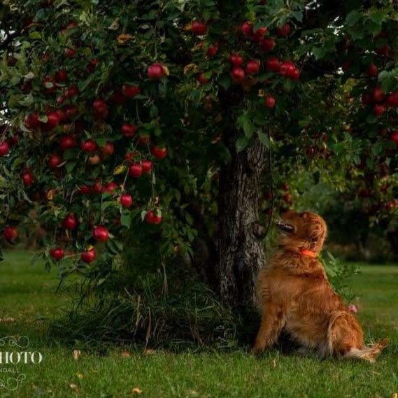 Stonegate Orchard Family Owned and Locally Grown Slayton, MN