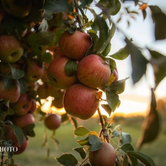 Stonegate Orchard Family Owned and Locally Grown Slayton, MN