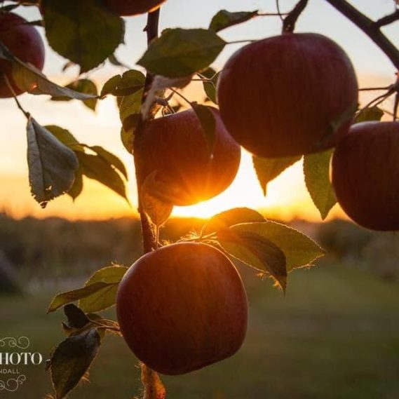 Stonegate Orchard Family Owned and Locally Grown Slayton, MN